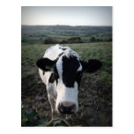 Vache Cartes Postales