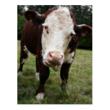 Vache collant la langue carte postale