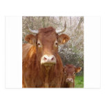 Vache de La et veau de fils Cartes Postales
