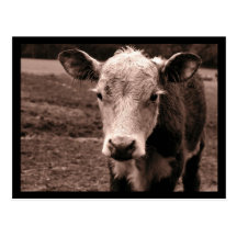 Vache et mouche cartes postales