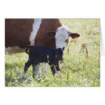 Vache et veau carte