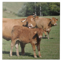 Vache et veau du Limousin Carreaux