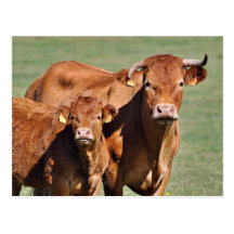 Vache et veau du Limousin Cartes Postales