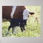 Vache et veau posters