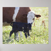 Vache et veau posters