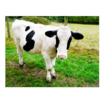 Vache noire et blanche à l'apostrophe S Carte Postale