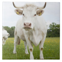 Vache se tenant dans le domaine herbeux carreaux