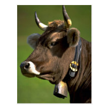 Vache typique carte postale