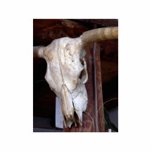 Vaches à klaxons d'os de crânes photo sculptures