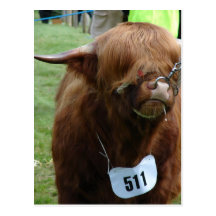 Vaches anglaises cartes postales
