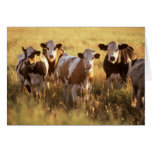 Vaches Cartes