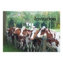 Vaches curieuses invitations