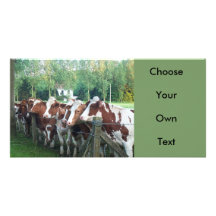 Vaches curieuses photocarte