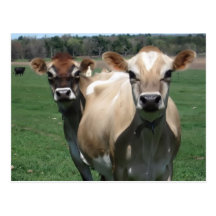 Vaches du Jersey Carte Postale