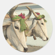 Vaches en Inde Autocollant Rond