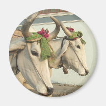 Vaches en Inde Magnets Pour Réfrigérateur
