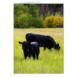 Vaches noires à Angus sur la scène rurale d'herbe  Cartes