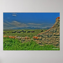 Vaches par le Montains fou Posters