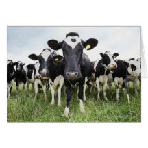Vaches se tenant dans une rangée regardant l'appar carte de vœux