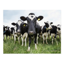 Vaches se tenant dans une rangée regardant l'appar carte postale