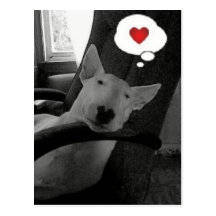 valentine anglais de bull-terrier cartes postales