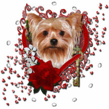 Valentines - clé à mon coeur - Yorkshire Terrier Photos En Relief