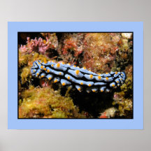 Varicosa de Phyllidia Posters