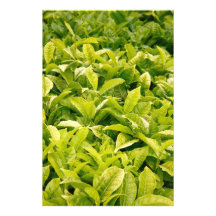 Variété indienne de thé impression photo