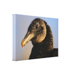 vautour moine impressions sur toile