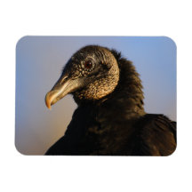 vautour moine magnets en vinyle