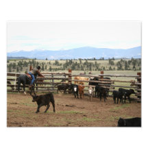 Veau Roping 11x14 de cowboy Photos Sur Toile