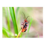 Ventre de Lepture rouge cartes postales