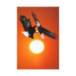 Vénus en transit avec deux aigles toiles tendues sur châssis