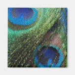 Verre souillé de paon bleu magnets