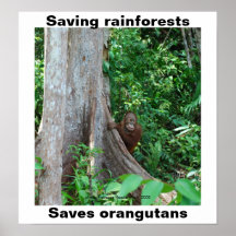 Vert pour des forêts tropicales et des orangs-outa affiches