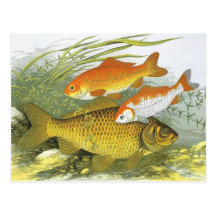 Vie marine marine vintage, poisson rouge aquatique cartes postales