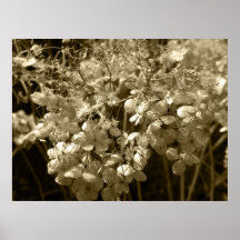 Vieil hortensia posters