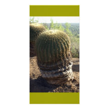 Vieux cactus de baril Mexique Cartes Avec Photo