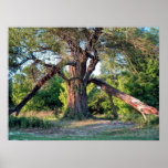 Vieux saule affiches