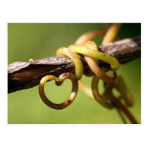 Vigne de l'amour cartes postales