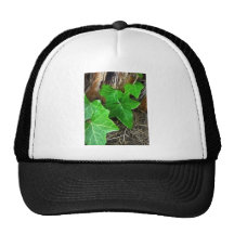 Vigne de lierre sur le palmier 5 casquette