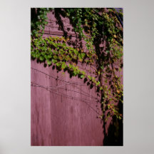 Vigne sur le hangar posters
