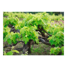 Vignes Invitations Personnalisées