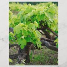 Vignes Prospectus