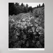 Vignoble et collines, Draper Vineyard, 1966 Poster