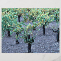 Vignoble, Napa Valley, la Californie de la forêt Prospectus Personnalisés