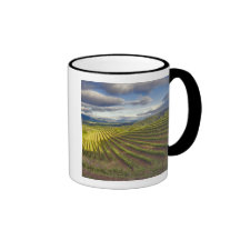 Vignoble. Napa Valley. Napa. Le comté de Napa, Tasse