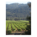 Vignobles de Napa Valley I Carte Postale