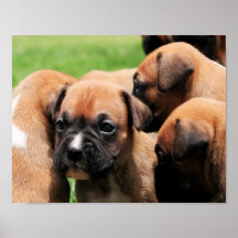 Vindy et Pups-11 Affiches