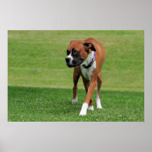 Vindy et Pups-1 Posters